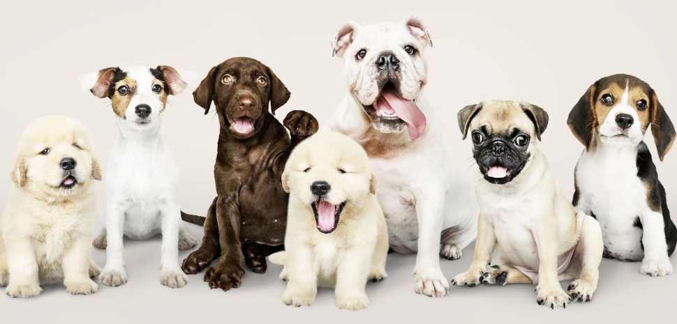 A Importância de um Pet Shop e Veterinario