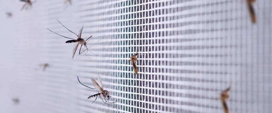 A Importancia Vital das Telas Mosquiteiras