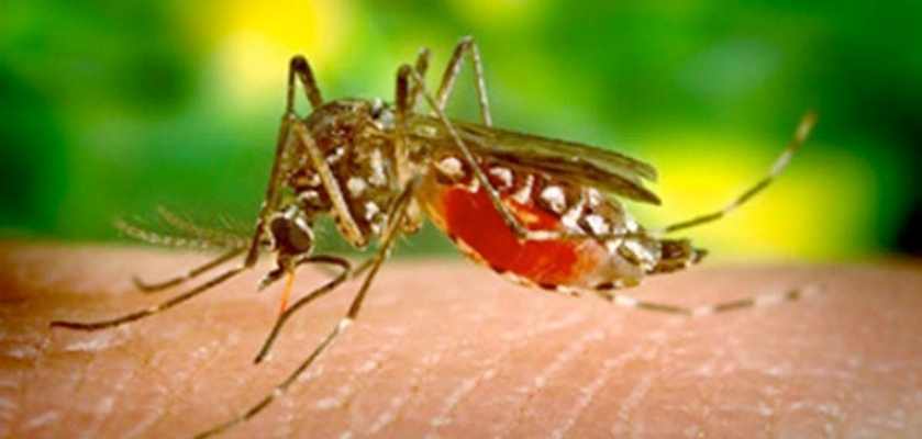 Especialistas Focam na Importância dos Meios de Proteção para Protegrer o Brasil da Dengue em 2024